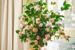 茶花的養(yǎng)殖方法和注意事項(xiàng)